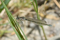 Azure Bluet f (Coenagrion puella) 01