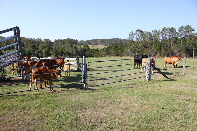 Cows in the paddock HFF 28 November 2014