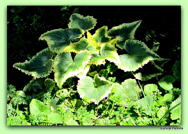 Green Leaves