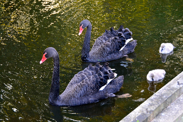 Black swans