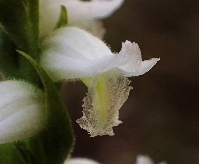 Spiranthes odorata (Fragrant ladies'-tresses orchid)