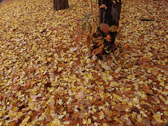 Wet fallen leaves