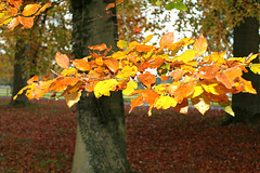 la danse de l'automne