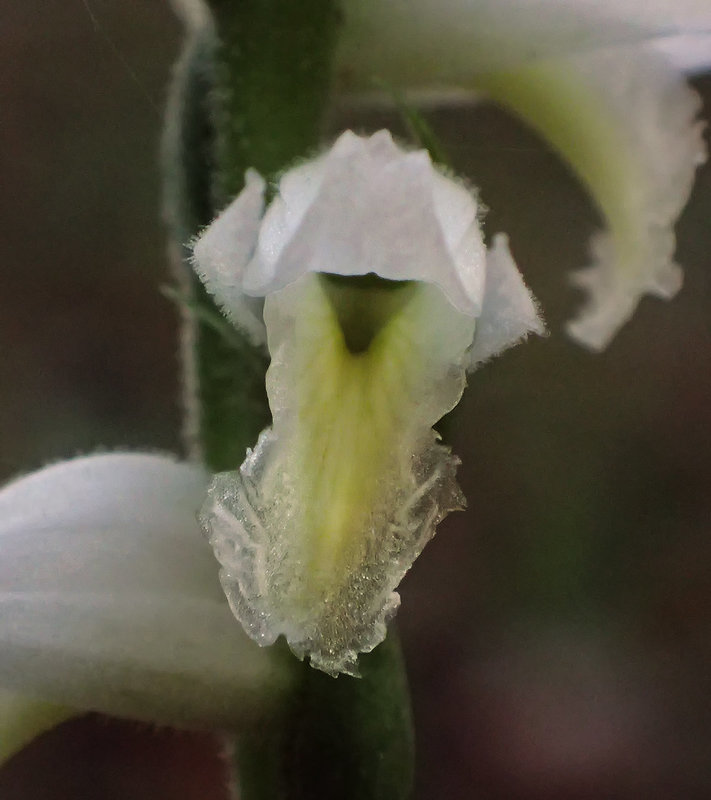 Spiranthes odorata (Fragrant ladies'-tresses orchid)