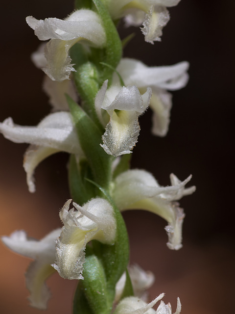 Spiranthes odorata (Fragrant ladies'-tresses orchid)