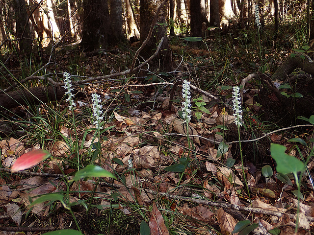 Spiranthes odorata (Fragrant ladies'-tresses orchid) habitat