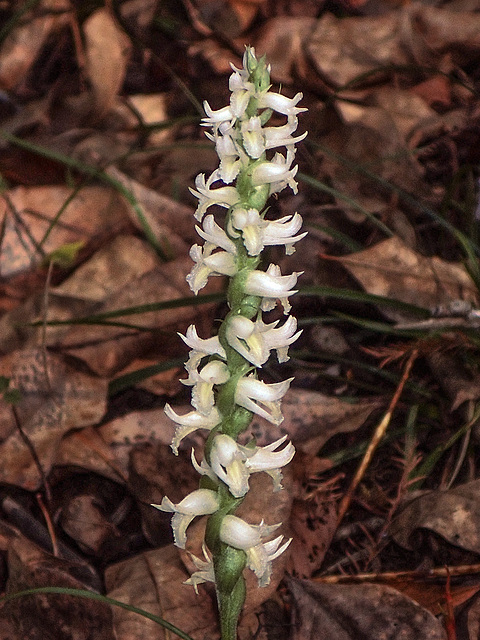 Spiranthes odorata (Fragrant ladies'-tresses orchid)