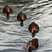 A Flotilla of Black-bellied Whistling Ducks