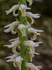 Spiranthes odorata (Fragrant ladies'-tresses orchid) and tiny spider
