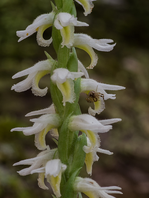 Spiranthes odorata (Fragrant ladies'-tresses orchid) and tiny spider