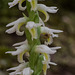 Spiranthes odorata (Fragrant ladies'-tresses orchid) and tiny spider