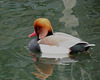 Red-crested Pochard