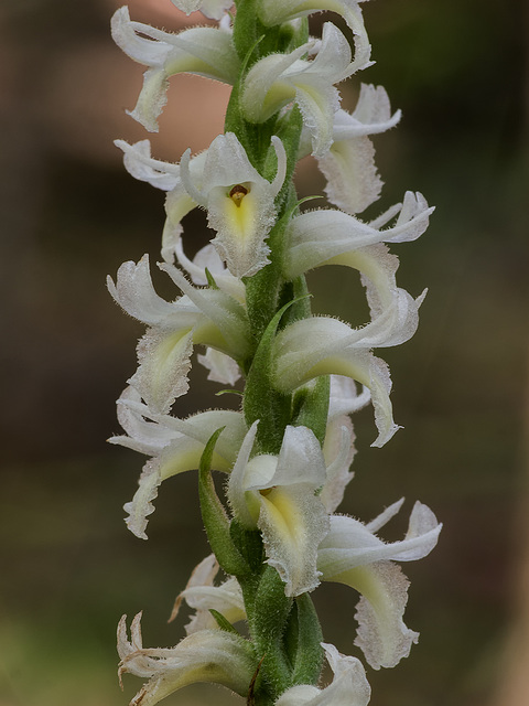 Spiranthes odorata (Fragrant ladies'-tresses orchid)