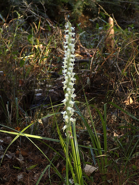 Spiranthes odorata (Fragrant ladies'-tresses orchid) - especially robust plant