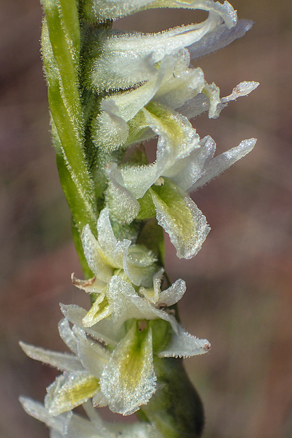 Spiranthes longilabris (Long-lipped ladies'-tresses orchid)