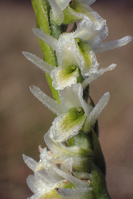 Spiranthes longilabris (Long-lipped ladies'-tresses orchid)