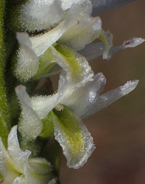 Spiranthes longilabris (Long-lipped ladies'-tresses orchid)