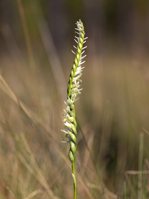 Spiranthes longilabris (Long-lipped ladies'-tresses orchid)