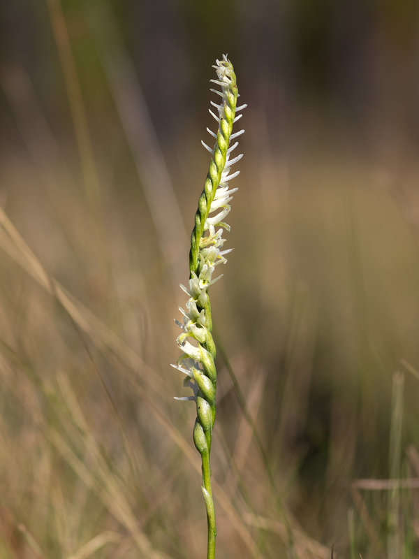 Spiranthes longilabris (Long-lipped ladies'-tresses orchid)