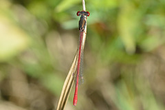 DSC 4577 Small Red Damsel (Ceriagrion tenellum f. erythrogastrum)