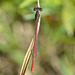 DSC 4577 Small Red Damsel (Ceriagrion tenellum f. erythrogastrum)
