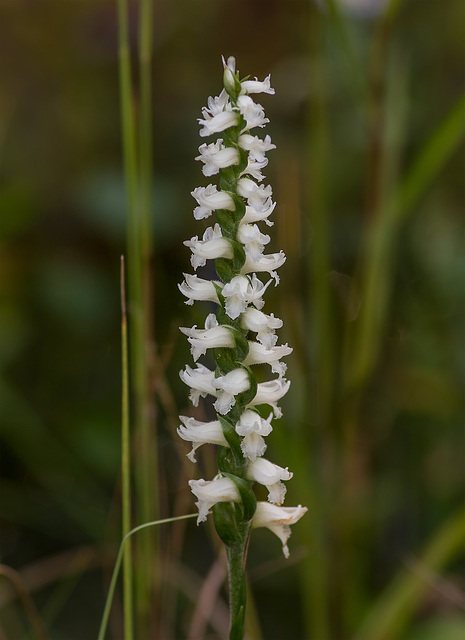 Spiranthes cernua (Nodding ladies'-tresses orchid)