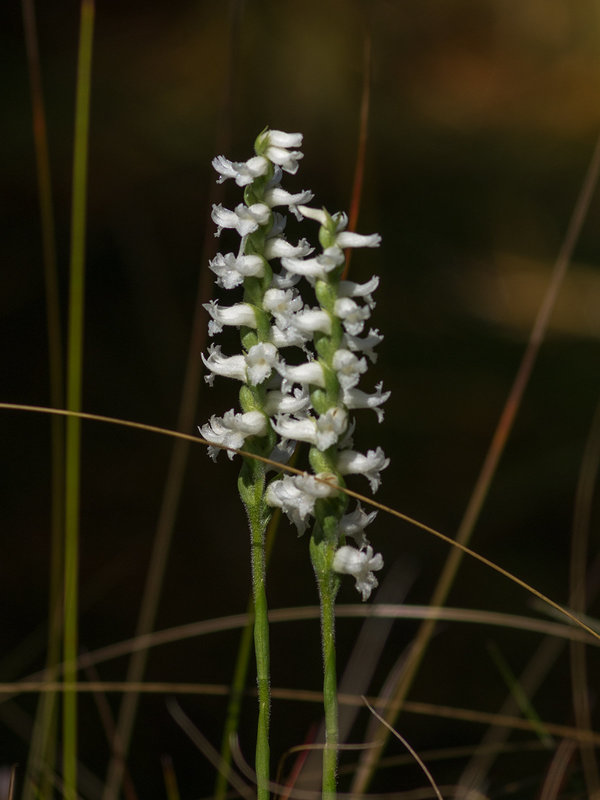 Spiranthes cernua (Nodding ladies'-tresses orchid)