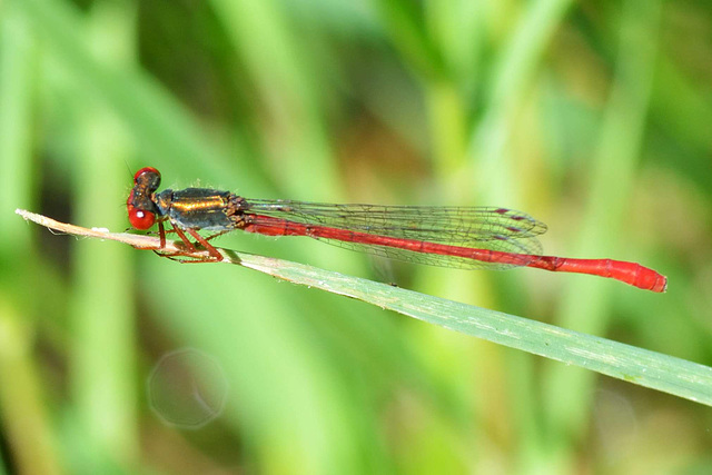 Small Red Damsel (Ceriagrion tenellum) 04