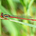 Small Red Damsel (Ceriagrion tenellum) 04