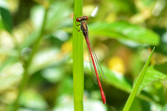 Small Red Damsel (Ceriagrion tenellum) 07