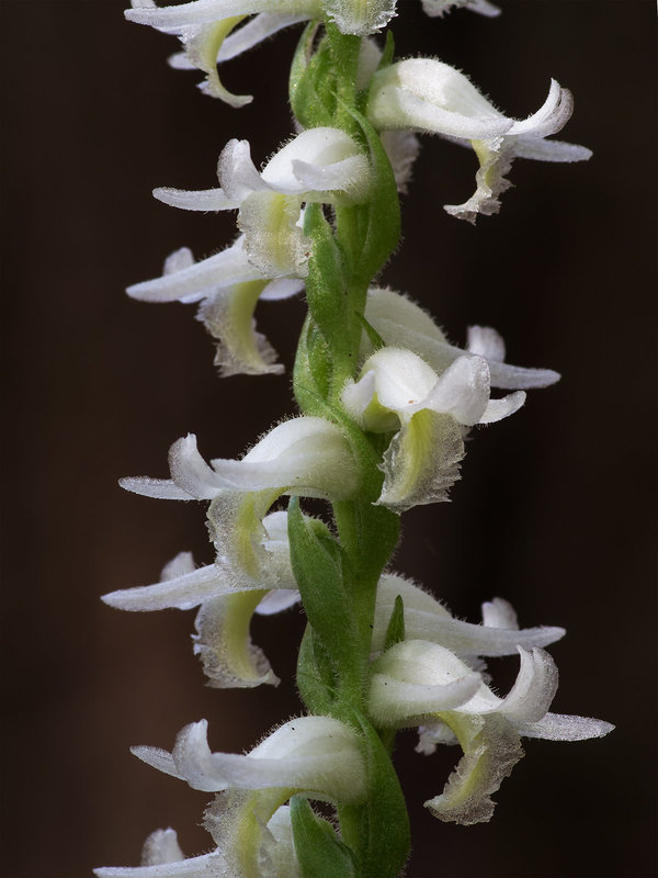 Spiranthes odorata (Fragrant ladies'-tresses orchid)