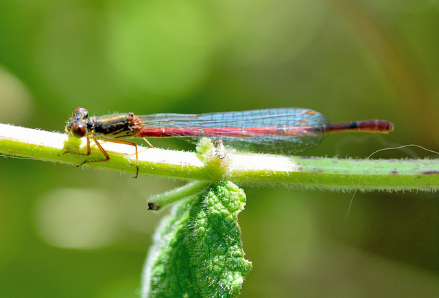 DSC 4486 Small Red Damsel (Ceriagrion tenellum f. typica)