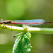 DSC 4486 Small Red Damsel (Ceriagrion tenellum f. typica)