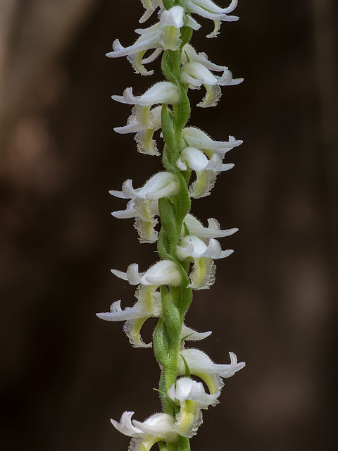 Spiranthes odorata (Fragrant ladies'-tresses orchid)