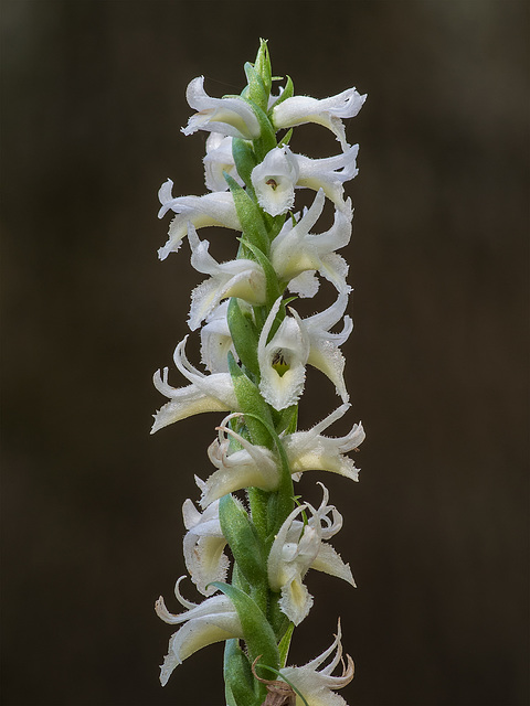 Spiranthes odorata (Fragrant ladies'-tresses orchid)