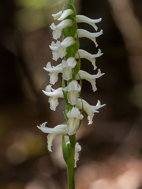 Spiranthes odorata (Fragrant ladies'-tresses orchid)