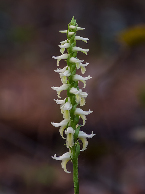 Spiranthes odorata (Fragrant ladies'-tresses orchid)