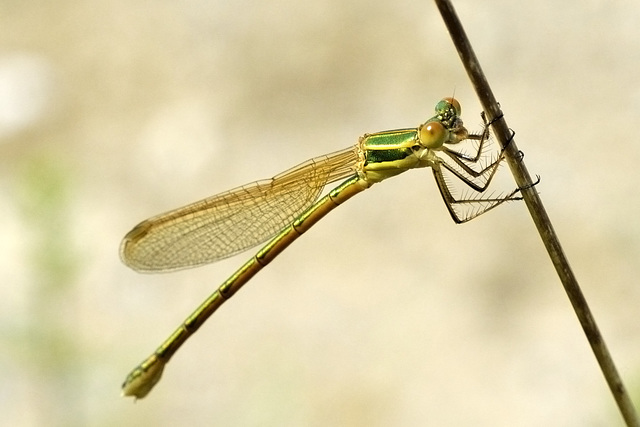 Common Spreadwing f (Lestes sponsa)