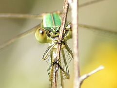 Migrant Spreadwing - Lestes barbarus (4a)