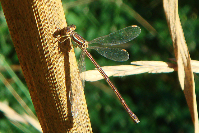 Migrant Spreadwing (Lestes barbarus) (2)