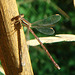 Migrant Spreadwing (Lestes barbarus) (2)