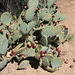 Prickly pear in fruit