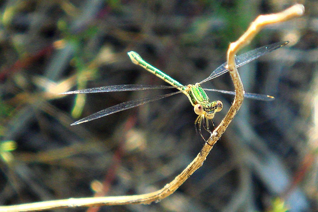 Migrant Spreadwing (Lestes barbarus) (3)