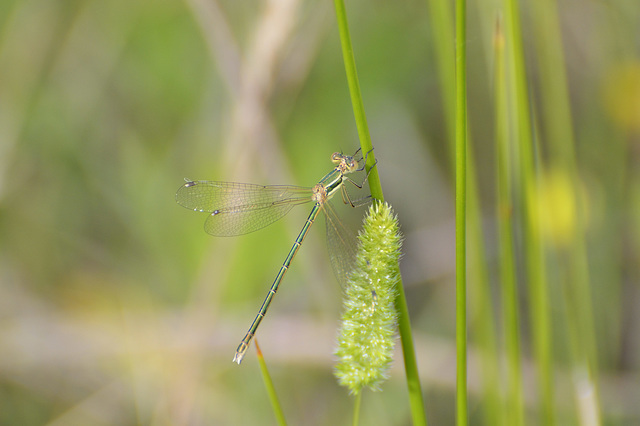 Migrant Spreadwing (Lestes barbarus)