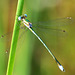 Robust Spreadwing (Lestes dryas) (2)