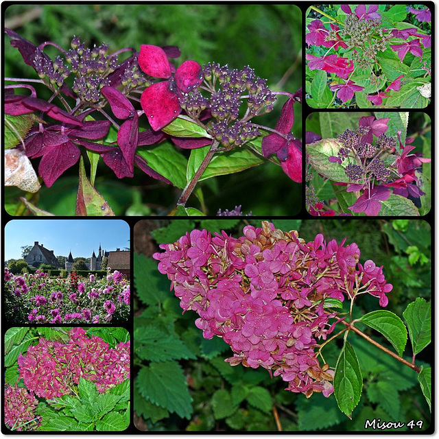 HYDRANGEA