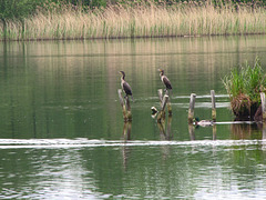 Kormorane auf einem Teich bei Schlepzig (Spreewald)