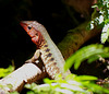 Lézard à tête rouge