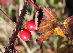 Herbst