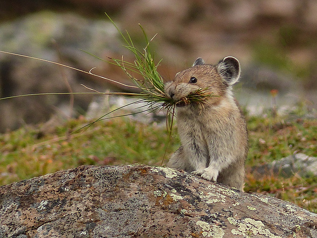 Just a small mouthful